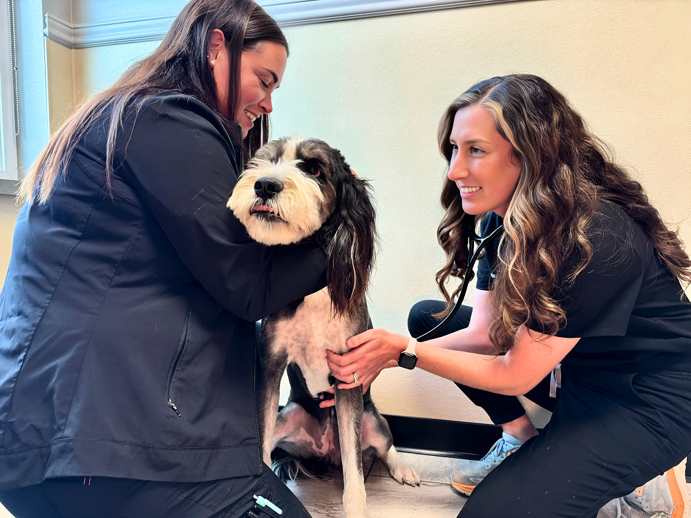 Dr. Chelsea Friemel, Swann Animal Clinic at Plum Creek