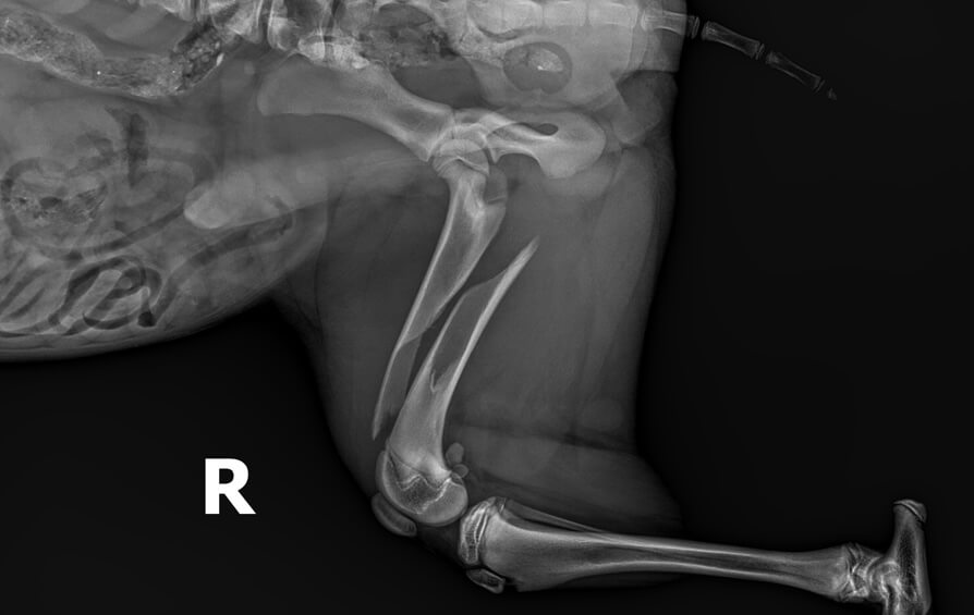Urgent Pet Care in Amarillo