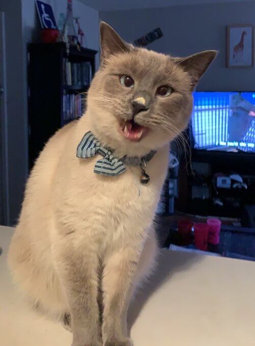 Dr. Dakota Mitchell's rescue cat Denver wearing a bow tie — Amarillo, TX