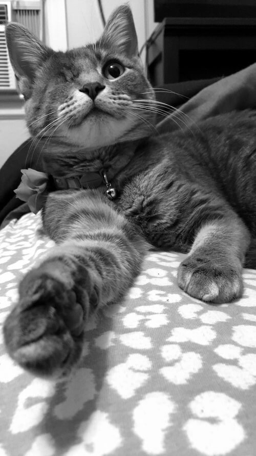 Dr. Dakota Mitchell's one-eyed rescue cat Rosie — Amarillo, TX