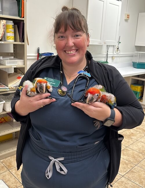 Dr. Dakota Mitchell in scrubs holding two juvenile macaws — Amarillo, TX