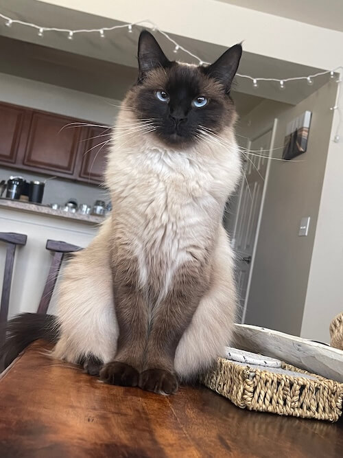 Dr. Lauren Gutierrez's seal-point Siamese cat sitting on a table — Amarillo, TX