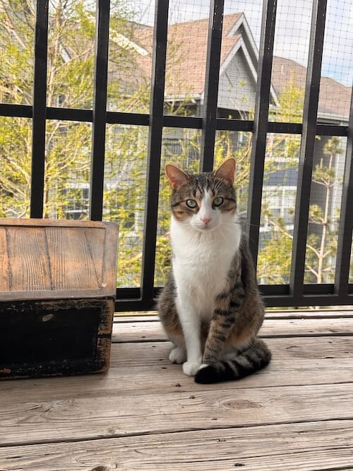 Dr. Lauren Gutierrez's tabby and white cat sitting on a porch — Amarillo, TX