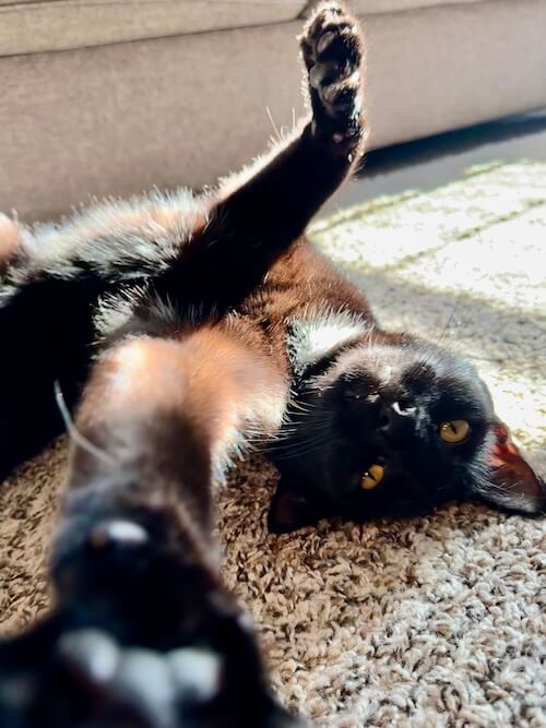 Dr. Lauren Gutierrez's tortoiseshell cat stretching in the sunlight — Amarillo, TX