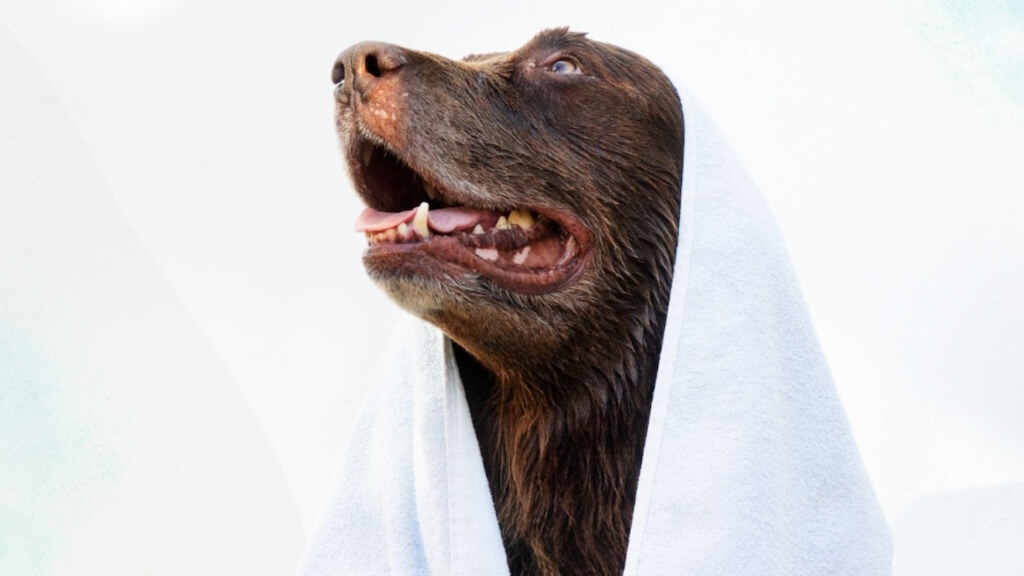 Pet grooming services