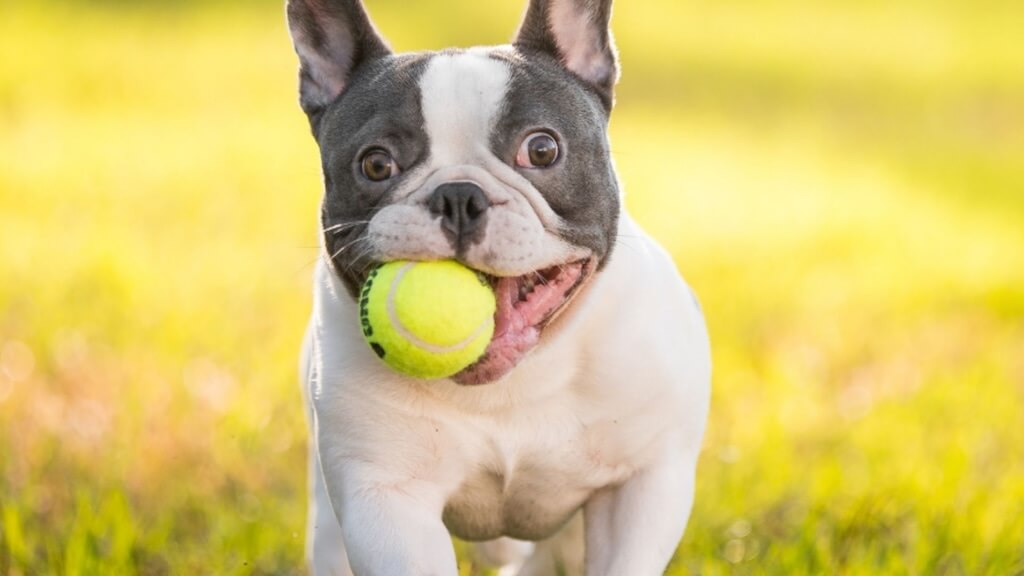 Pet daycare services