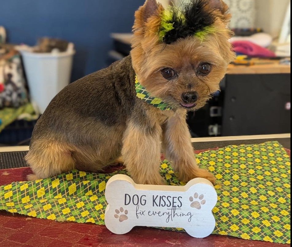 Baby Yorkie Puppy Yorkshire Terrier Amarillo TX Swann Animal Clinic Baby Baby Yorkie Puppy Yorkshire Terrier Amarillo TX Swann Animal Clinic Baby