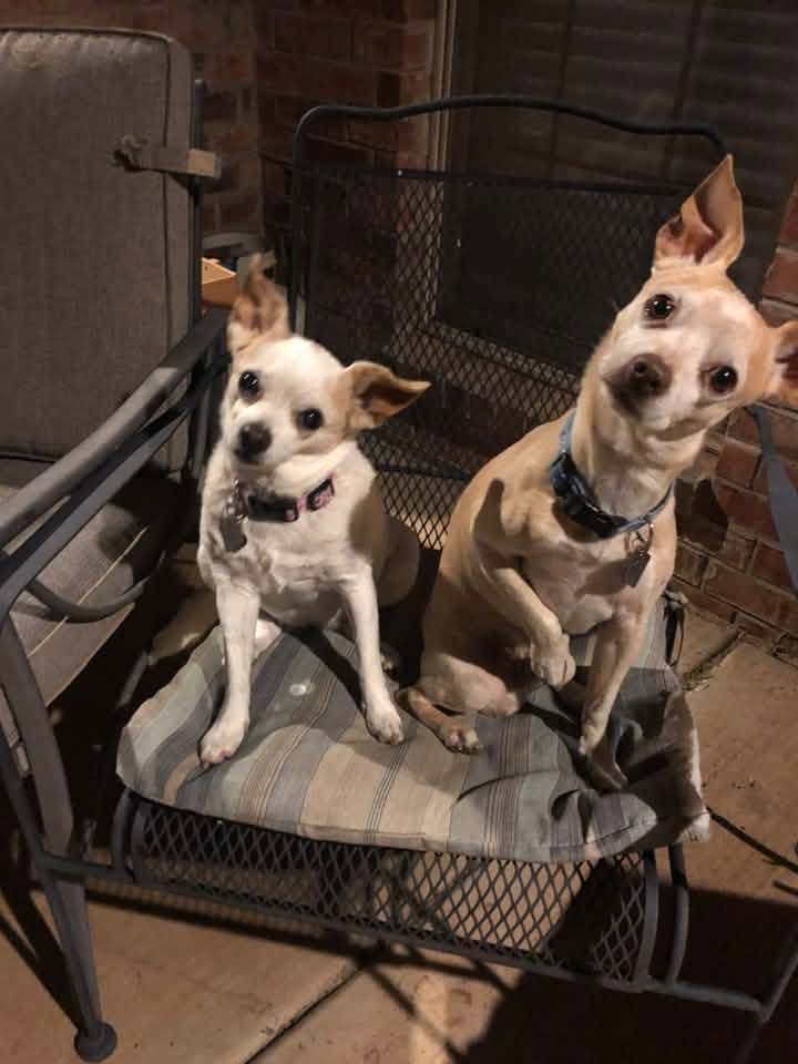 Baby and Bullett Stiner Swann Animal Clinic patients