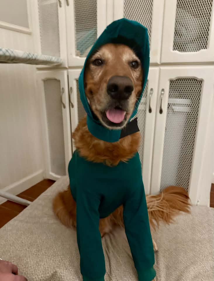 Bear Post Op