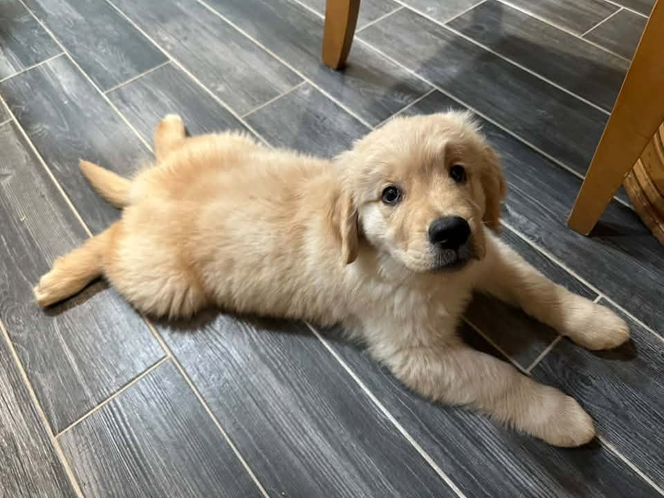 Bogey Leach, Swann Animal Clinic Puppy Patient