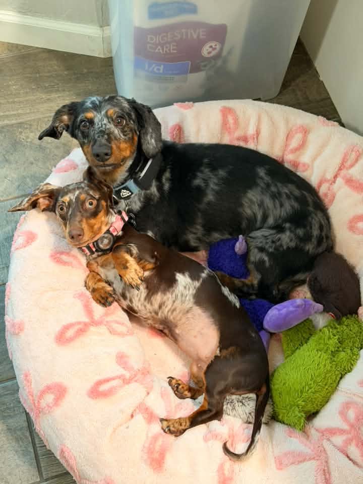 Maverick and Sandie Burton, Swann Animal Clinic Patients