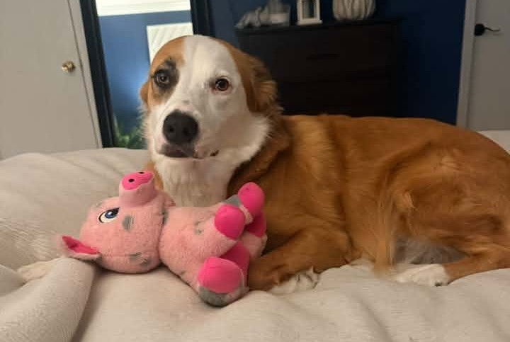 Callier Fearer Swann Animal Clinic patient