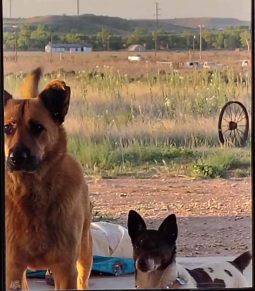 Betty and Millie, Swann Animal Clinic patients