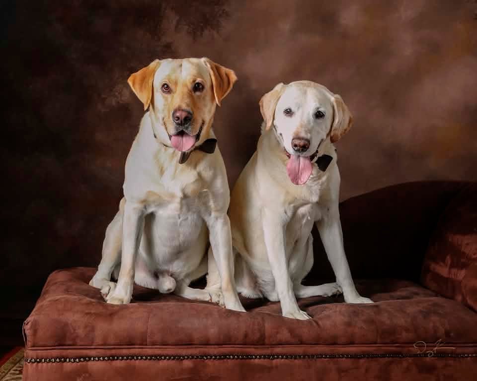 Duke and Haus Coats, Swann Animal Clinic patients Duke and Haus Coats, Swann Animal Clinic patients
