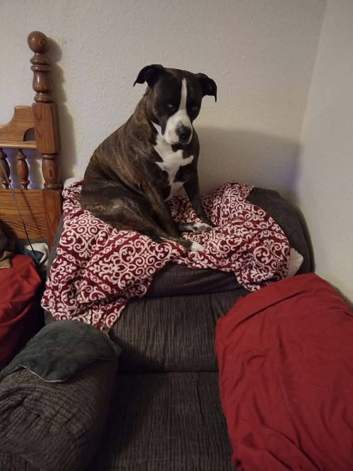 Corder Pup Corder Pup