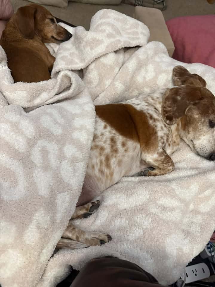 Beau Jangles and Bella rose Jordan, Swann Animal Clinic patients