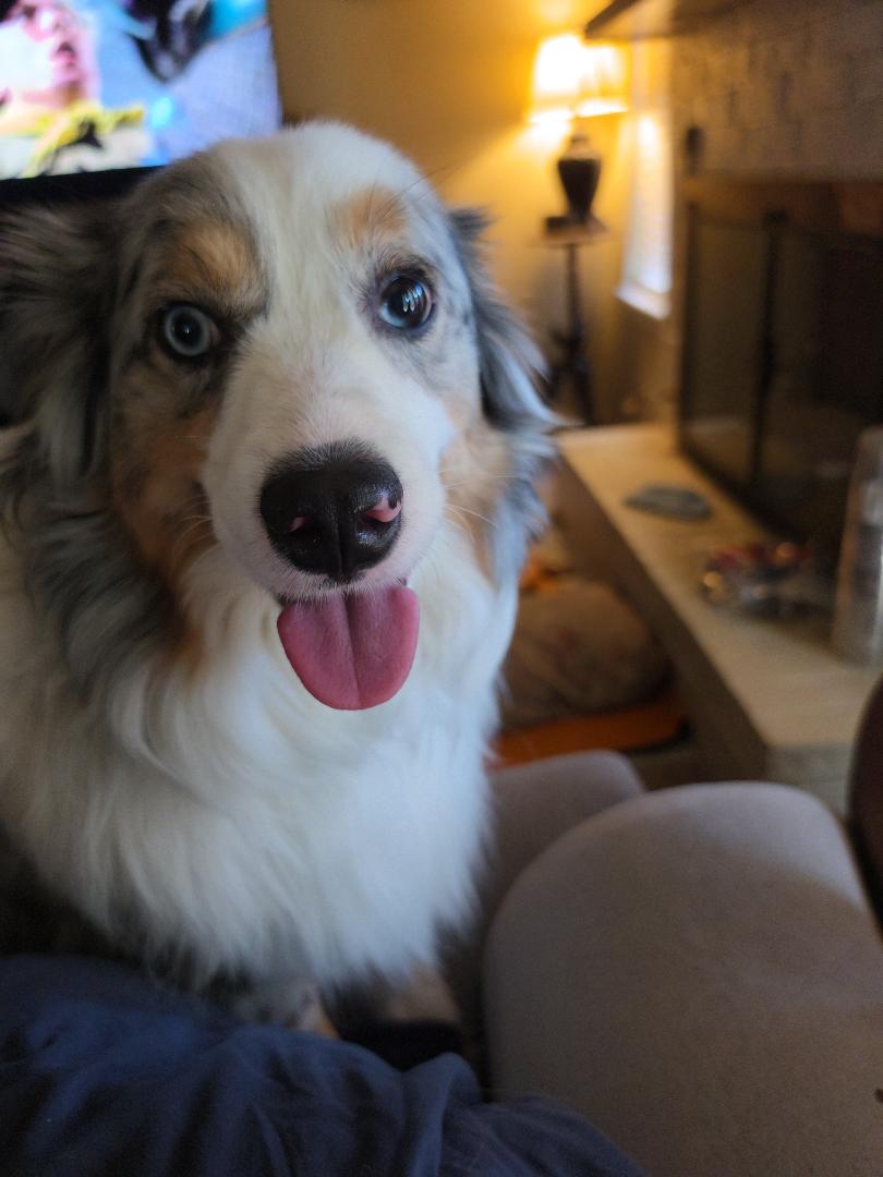 Dakota Gotcher Swann Animal Clinic Patient Dakota Gotcher Swann Animal Clinic Patient