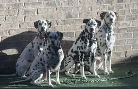 Yarber Dalmatians 