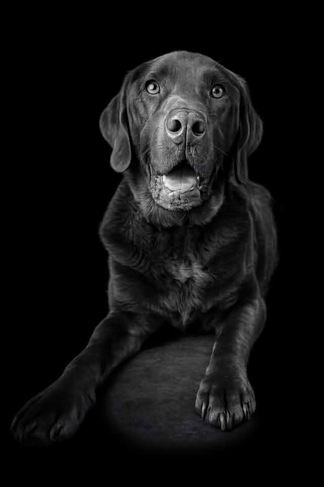 Diesel Caple, Swann Animal Clinic Patient Diesel Caple, Swann Animal Clinic Patient