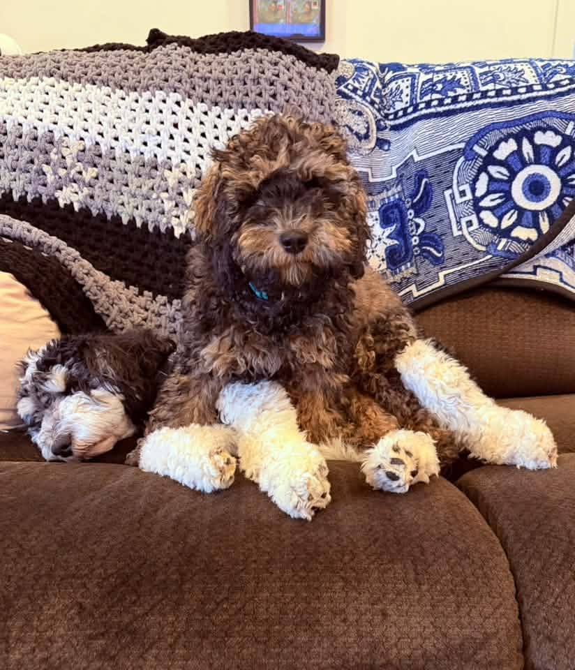 Doodle puppies