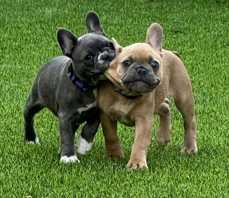 Gunner and Piper Swann Animal clinic patients
