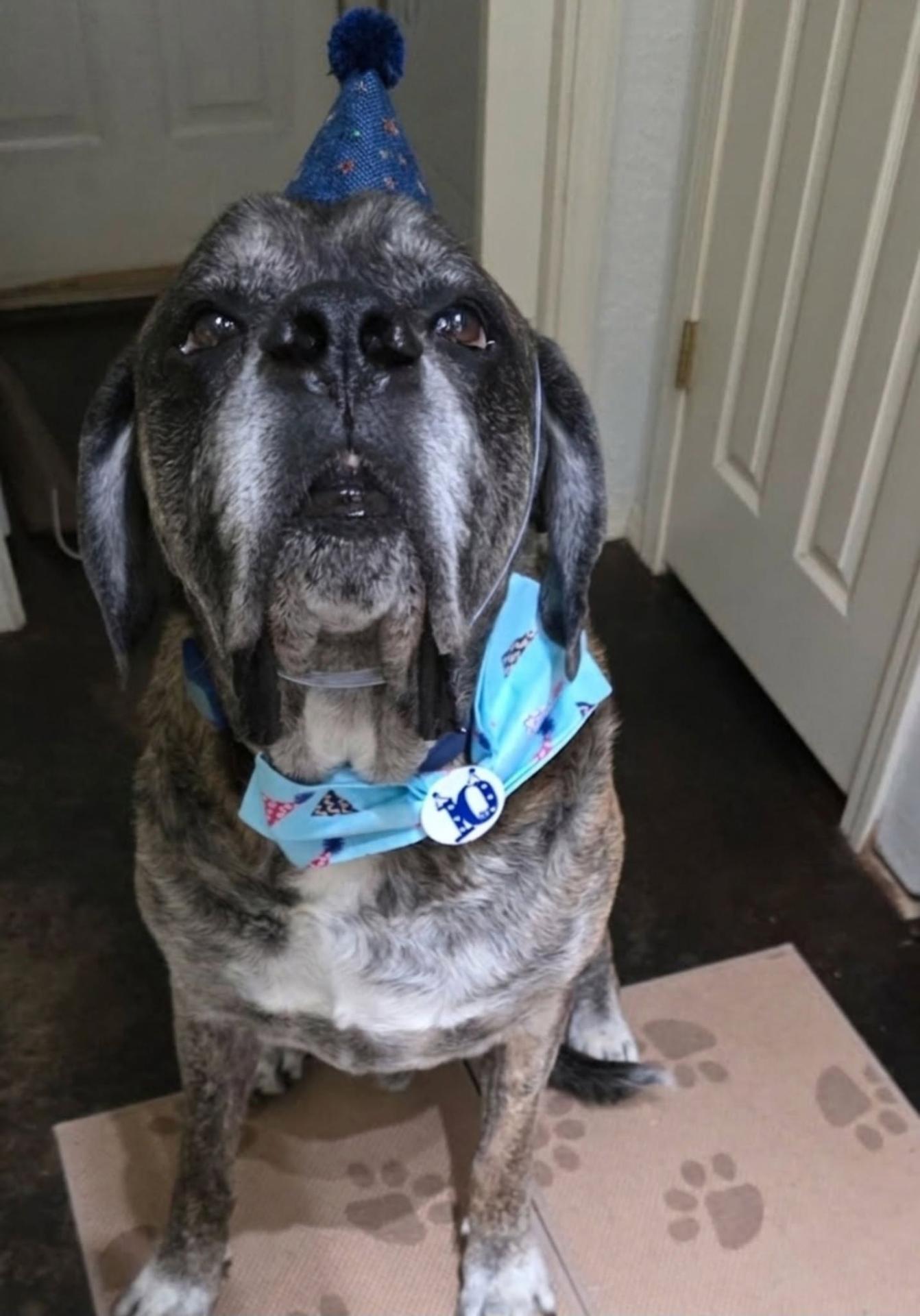 Gus Rice, Swann Animal Clinic Patient