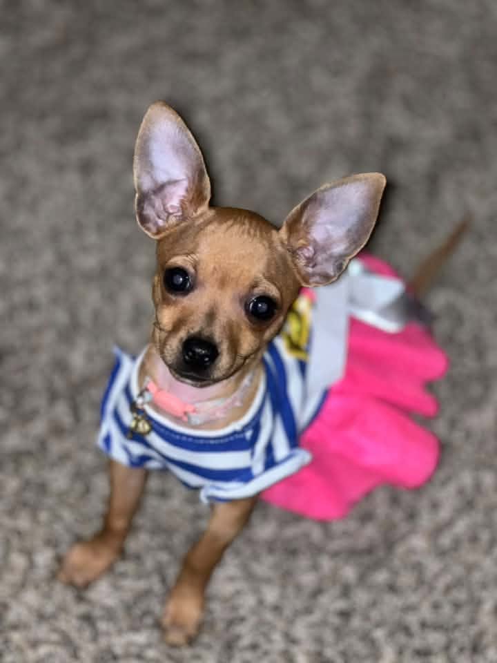 Cookie Lewis, Swann Animal Clinic patient