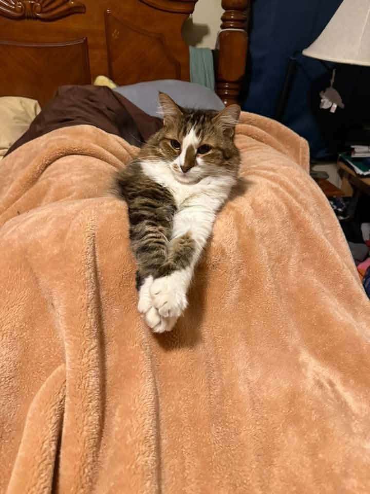 Hernandez Kitty 2