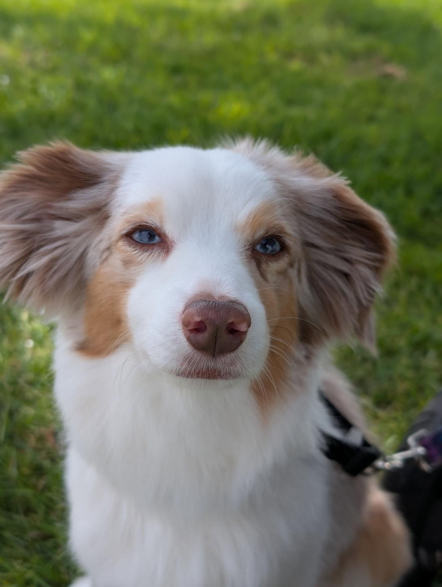 Lacey Ellersick, Swann Animal Clinic Patient