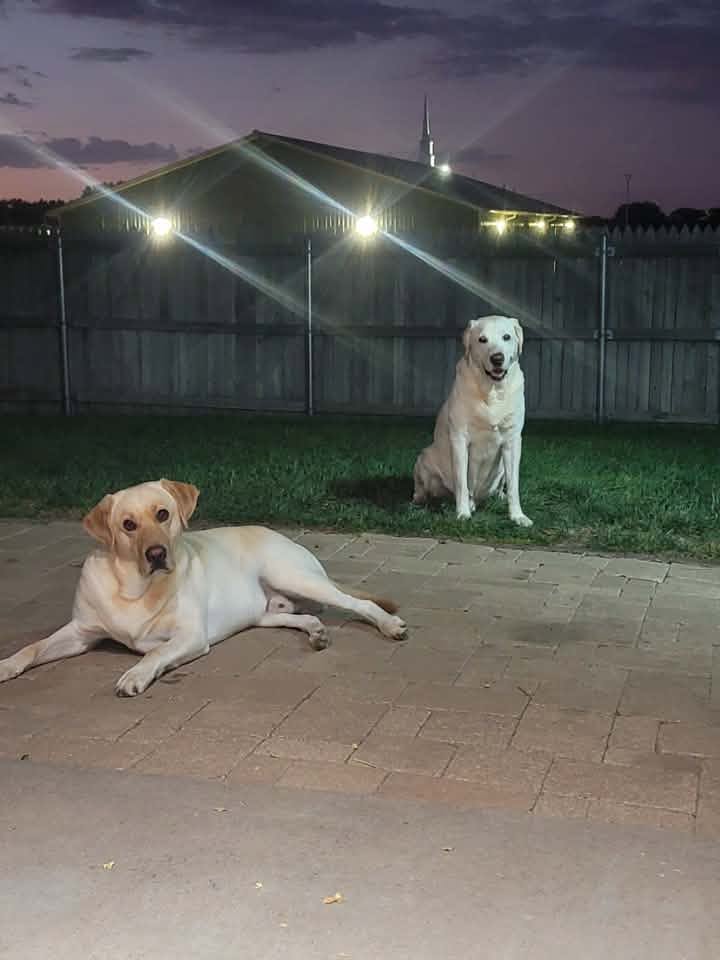 Duke and Haus Coats, Swann Animal Clinic patients Duke and Haus Coats, Swann Animal Clinic patients