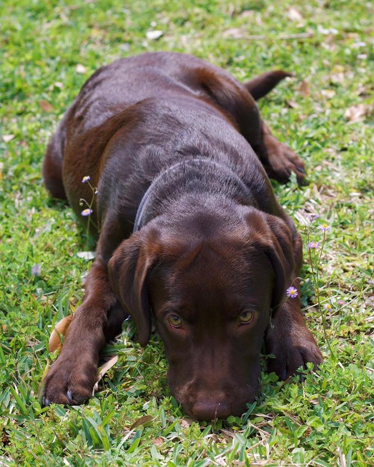 Amarillo Lab Puppy Chocolate Lab