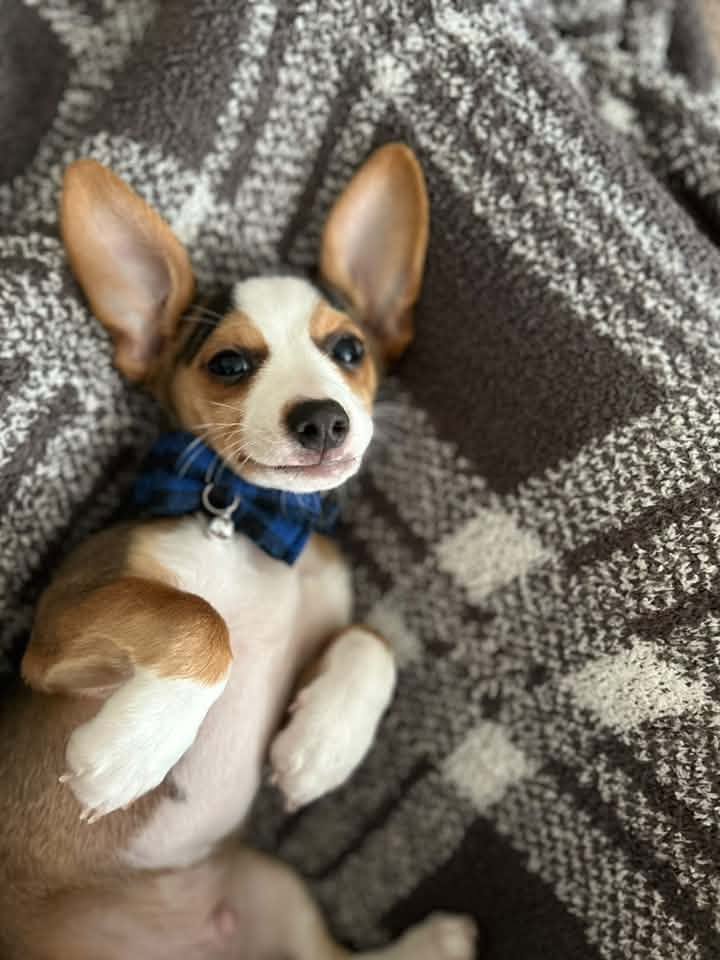 Sabo Hyland Swann Animal Clinic patient
