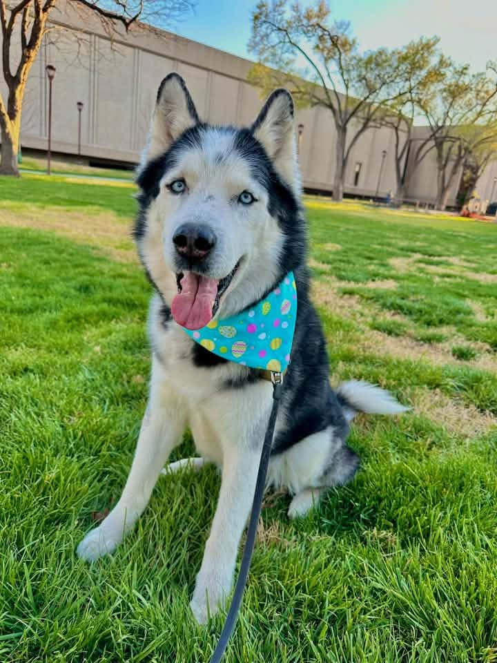 Lucky Aguirre, Swann Animal Clinic patient