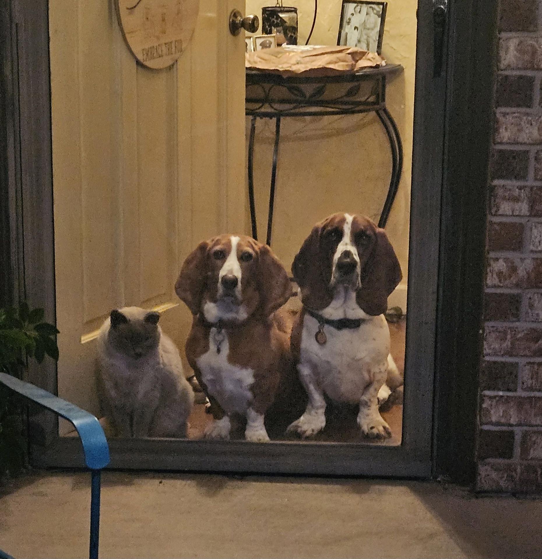 Ghost Herman and Lily Crockett Swann Animal Clinic patients