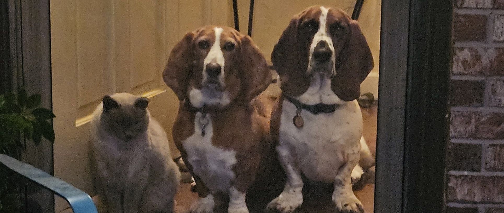 Crockett Trio Swann Animal Clinic patients Crockett Trio Swann Animal Clinic patients