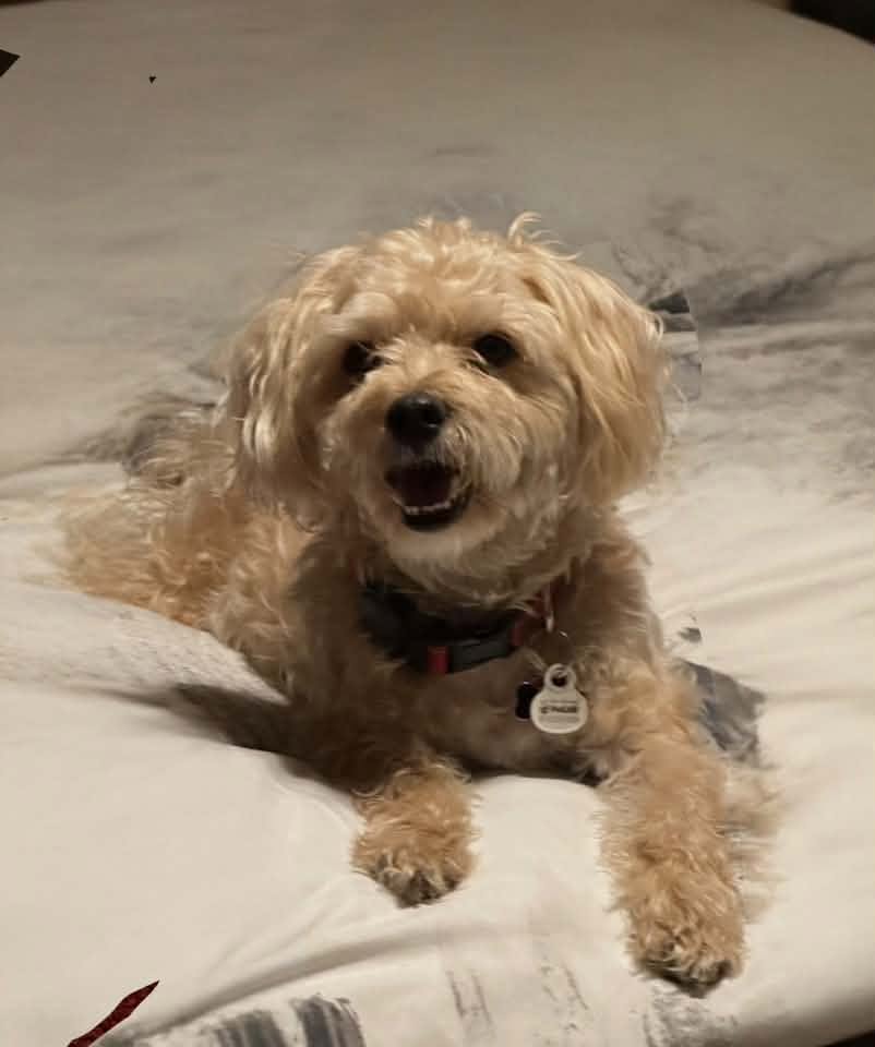 Milo Stiner, Swann Animal Clinic patient