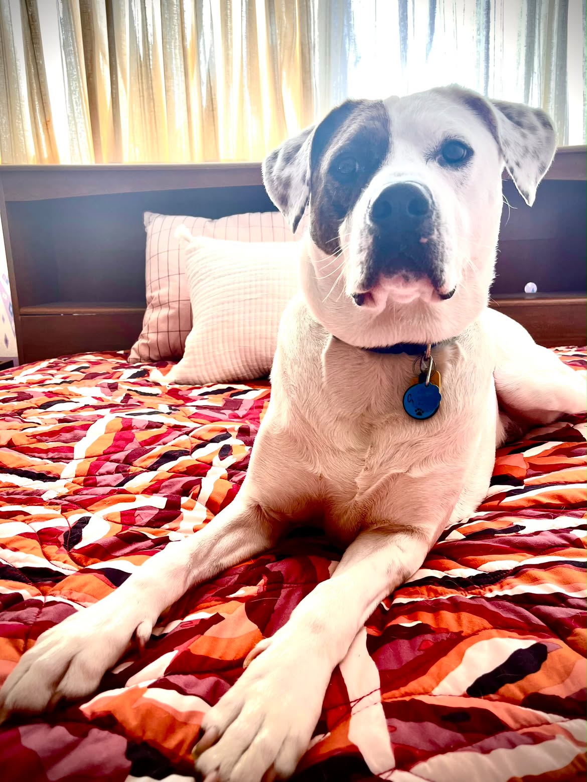 Cooper Morgan, Swann Animal Clinic patient