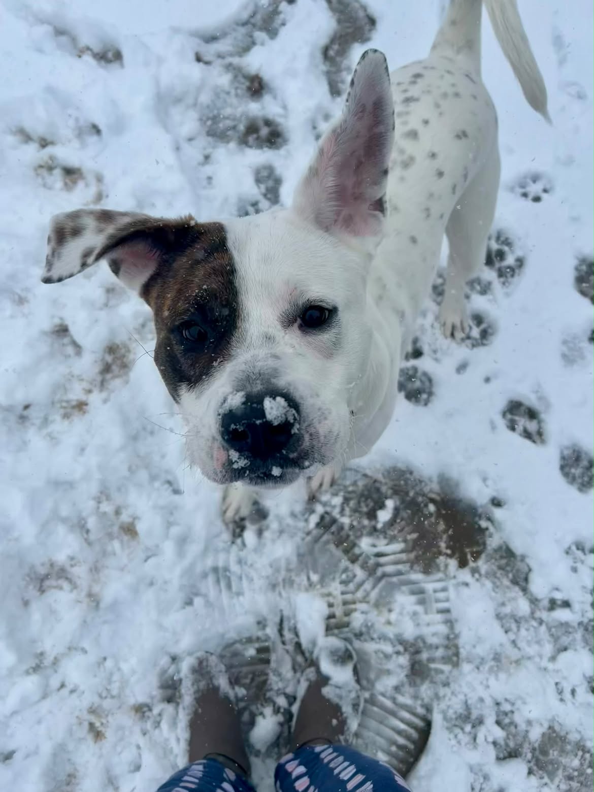 Cooper Morgan, Swann Animal Clinic patient