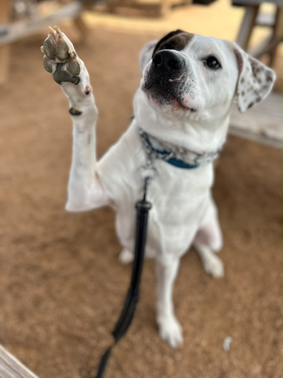 Cooper Morgan, Swann Animal Clinic patient