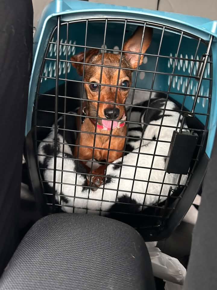 Nami Hyland, Swann Animal Clinic patient