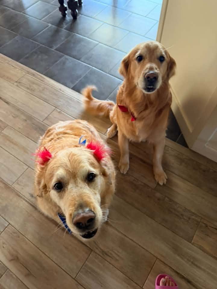 Ollie and Ellie Belle Maldonado, Swann Animal Clinic patients Ollie and Ellie Belle Maldonado, Swann Animal Clinic patients