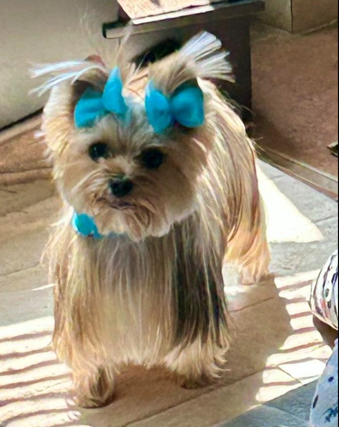 Amarillo Yorkie Puppy Yorkshire Terrier Swann Animal Clinic Paisley Amarillo Yorkie Puppy Yorkshire Terrier Swann Animal Clinic Paisley