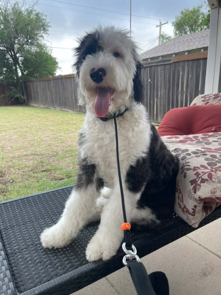 Patch Ross Swann Animal Clinic Patient