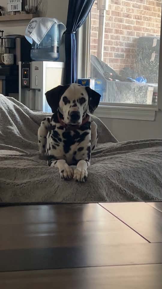 Yarber Dalmatians Yarber Dalmatians