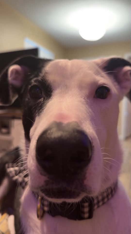 Pickles Randall Swann Animal Clinic Patient Pickles Randall Swann Animal Clinic Patient