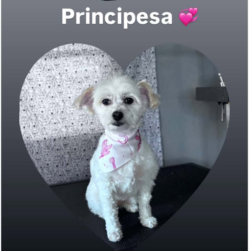 Principesa Jimenez
