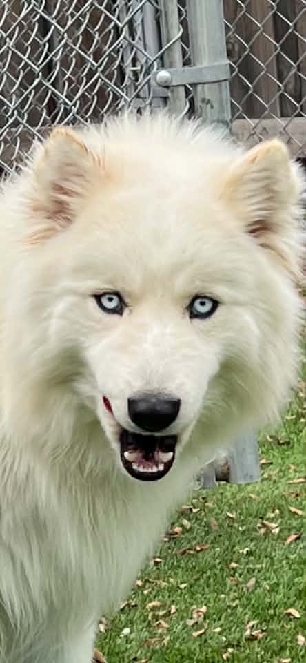 Ripley Walterscheid Swann Animal Clinic patient Ripley Walterscheid Swann Animal Clinic patient
