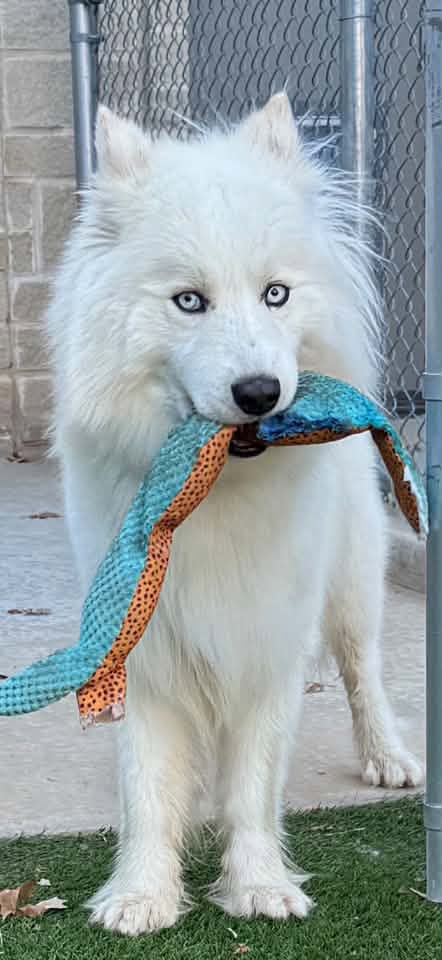 Ripley Walterscheid Swann Animal Clinic patient Ripley Walterscheid Swann Animal Clinic patient