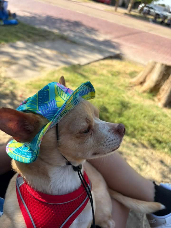 Rocky Briones, Swann Animal Clinic Patient