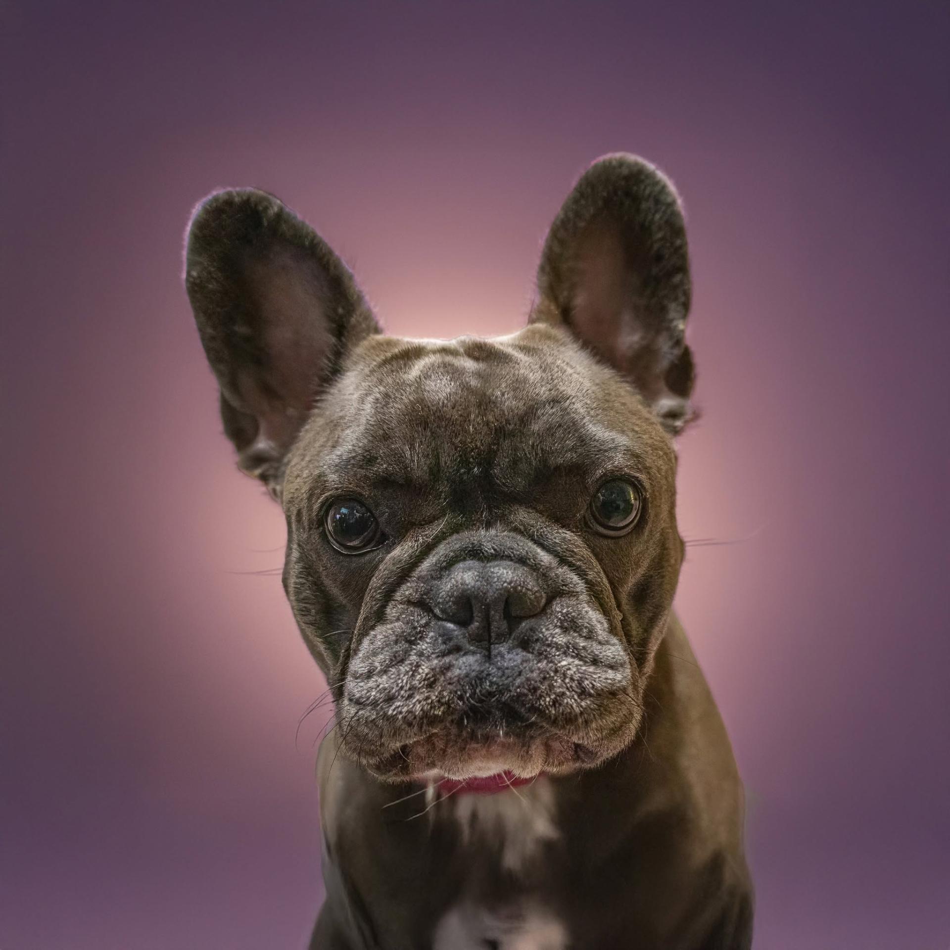 Roxi Hill, Swann Animal Clinic patient